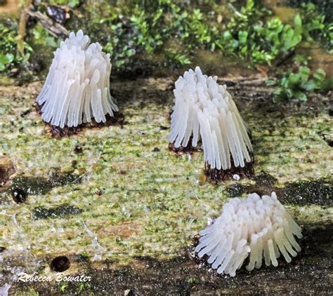 Chocolate Tube Slime Mold Stemonitis Sp Rebecca Bowater Flickr