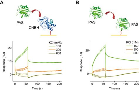 Investigation Of Pas And Cnbh Domain Interactions In Herg Channels And