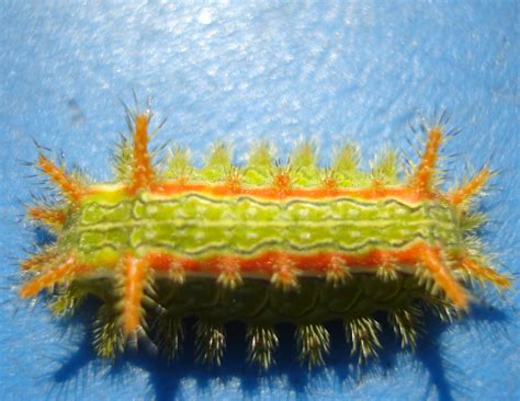 Common Caterpillars — Texas Insect Identification Tools