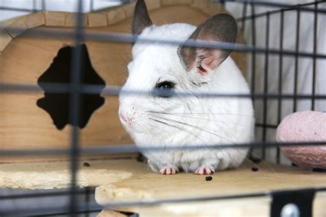 What Size Cage Does A Chinchilla Need