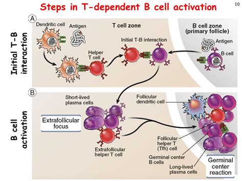 B Cell Activation Pathway