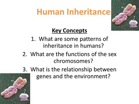 Ppt Human Inheritance Powerpoint Presentation Free Download Id6852385