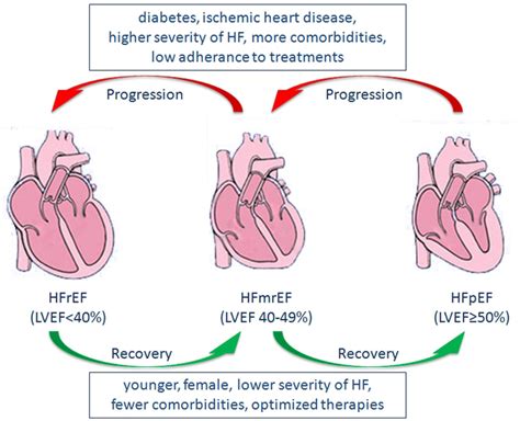 Predictors Of Changes In LVEF And Transitions Among HFrEF HFmrEF And