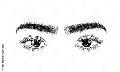 Hand Drawn Female Sexy Luxurious Eye With Perfectly Shaped Eyebrows And Full Eyelashes The Idea