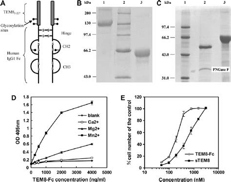 Expression Purifi Cation And Characterization Of The Fusion Protein