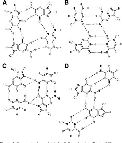 Figure 1 From Crystal Structure Of The Complementary Quadruplex Formed