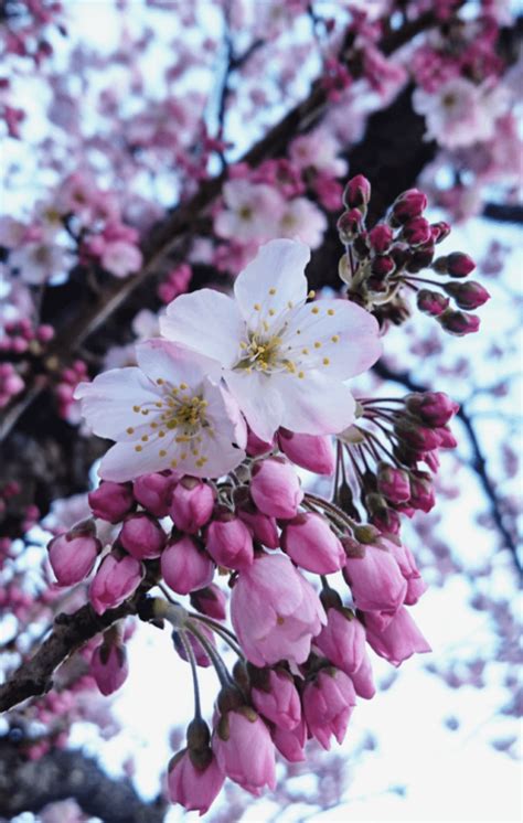 Sakura🌸cherry Blossoms🌸 Rflowers