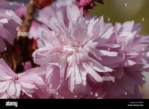 Hill Cherry Kiku Shidare Zakura Prunus Serrulata Stock Photo Alamy