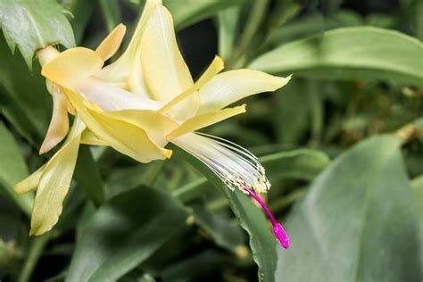 D Couvrir Kuva Planta De Flor Amarela Thptnganamst Edu Vn