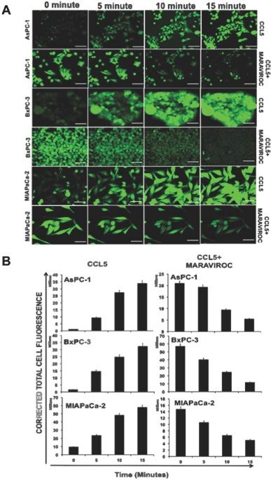 Ccr5 Ccl5 Axis Interaction Promotes Migratory And Invasiveness Of