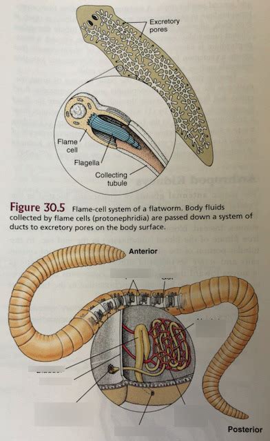 Earthworm Excretory System Diagram Quizlet