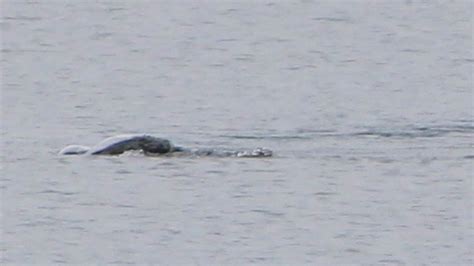 Photographs Deemed Most Exciting Images Of Loch Ness Monster Ever