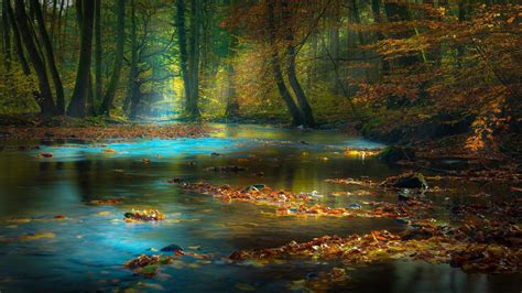 Leaves On Calm Body Of Water Surrounded With Brown Trees K Hd Nature