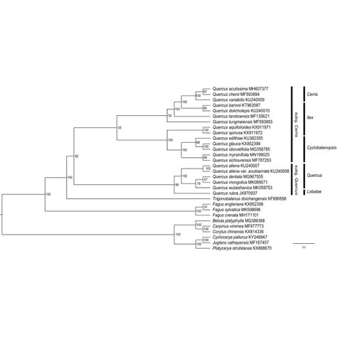 The Maximum Likelihood Ml Phylogenetic Tree Reconstructed By Iq Tree