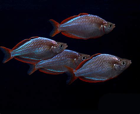 Neon Dwarf Rainbowfish Melanotaenia Praecox Imperial Tropicals