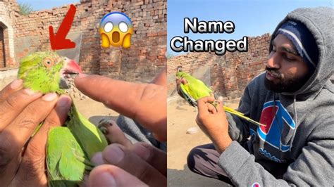 Parrot Ki Eye Main Green Circle Ha Dudu Ka Name Change Krdia Youtube