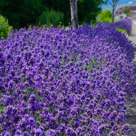 Lavender Seeds Lavandula Angustifolia Hidcote Herb Seed