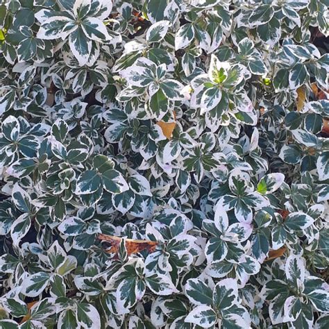 Euonymus Fortunei Emerald Gaiety Vente Fusain De Fortune Panach