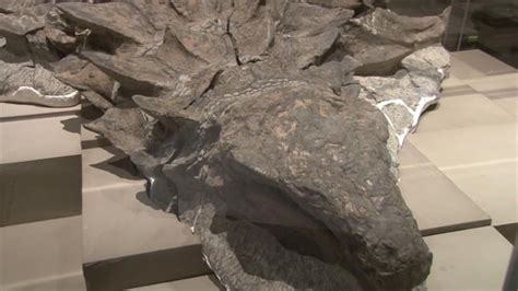 The 110 Million Year Old Fossil Of A Nodosaur Preserves The Animals