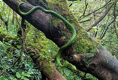 爬山遇見「夢幻之蛇」他去買樂透結果倒賠800元 生活 自由時報電子報