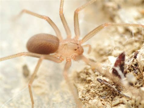 Mediterranean Recluse From Serdinya France On May At