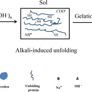 A Schematic Of The Behavior Of The Plasma And Granules In Egg Yolk