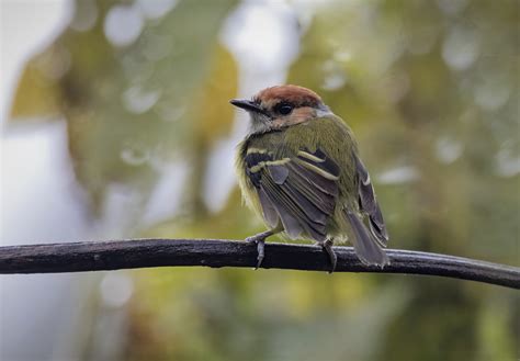 Rufous Crowned Tody Flycatcher Tapichalaca Ecuador Neil Hilton