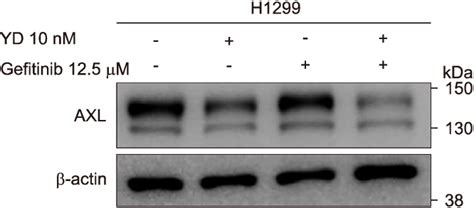 Downregulation Of Axl Expression In Combination With Yuanhuadine Yd