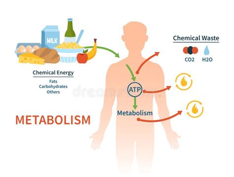 Metabolism Diagram