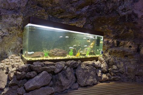 Aquarium Colourfull Fishes and Water Plants in Cave Stock Photo - Image ...