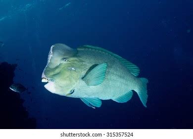 60 Humphead Parrotfish Diver Images, Stock Photos & Vectors | Shutterstock