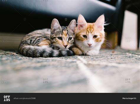 Two Cats Sitting Together