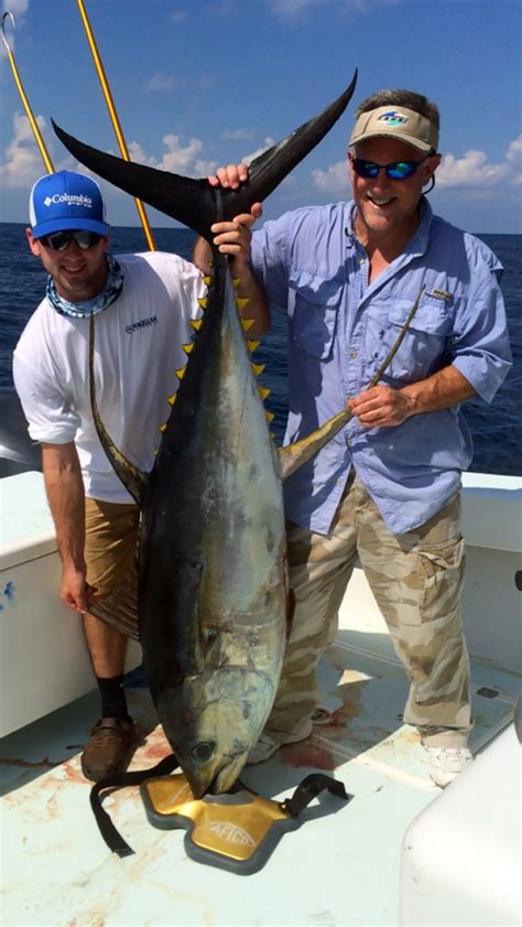 148lb Tuna Yellowfin Mgfc Tuna Fishing Venice LA Charter Fishing