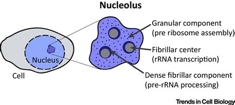 Nucleolar Function In Lifespan Regulation Trends In Cell Biology