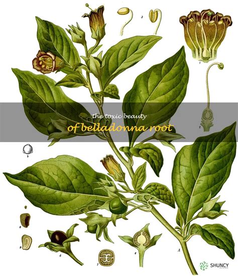 The Toxic Beauty Of Belladonna Root Shuncy