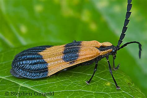 End Band Net Wing Beetle Calopteron Terminale Bugguide Net