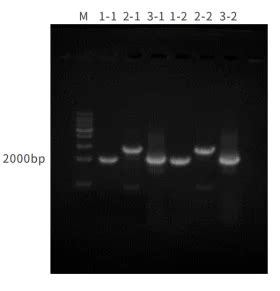 Pfu Pcr Mix Premix Dna Nucleic Acid Amplification High Fidelity High