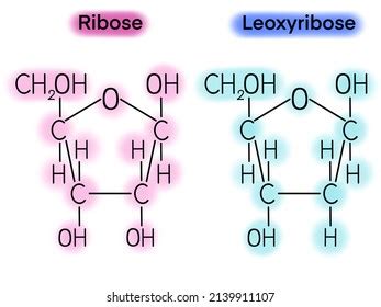 Drawing Chemical Structure Ribose Deoxyribose Separated Stock ...