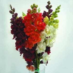 DROXTY GBPT 1312 Antirrhinum Madame Butterfly F1 Mixed Seeds Seed