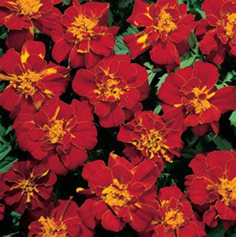 Marigold Seeds Bulk Marigold Seeds Marigold Durango Red