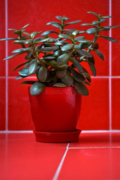 Money Tree Crassula In Red Flowerpot On Red Background Stock Image