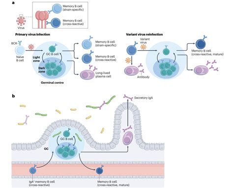 Eric Topol On Twitter You Ve Heard About Memory B Cells The Last Few