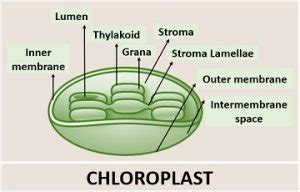 Difference Between Chlorophyll and Chloroplast (with Comparison Chart ...