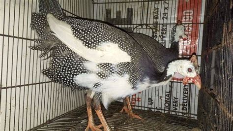 Chini Murgi Breeder Pair Guinea Fowl Other Birds 1088187845