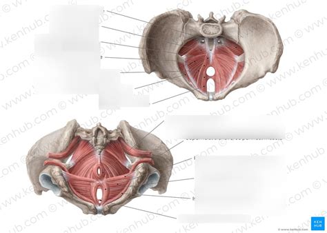 1 2A Pelvic Walls And Floor Perineum Female Repro 2 Diagram Quizlet