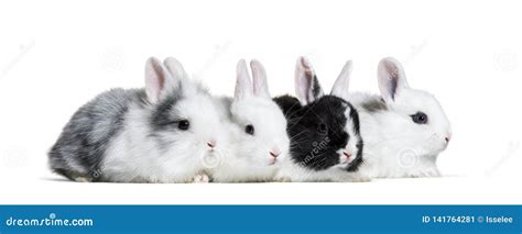 Four Young Rabbits 8 Weeks Old Stock Image Image Of Looking Grey