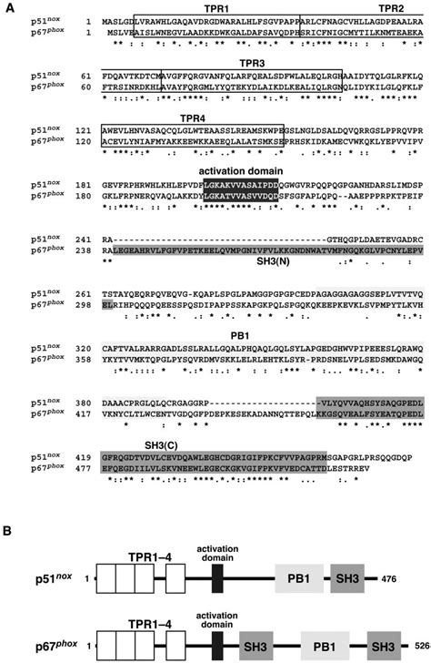 Structure Of Human P51 Nox A Novel Homologue Of P67 Phox A Deduced