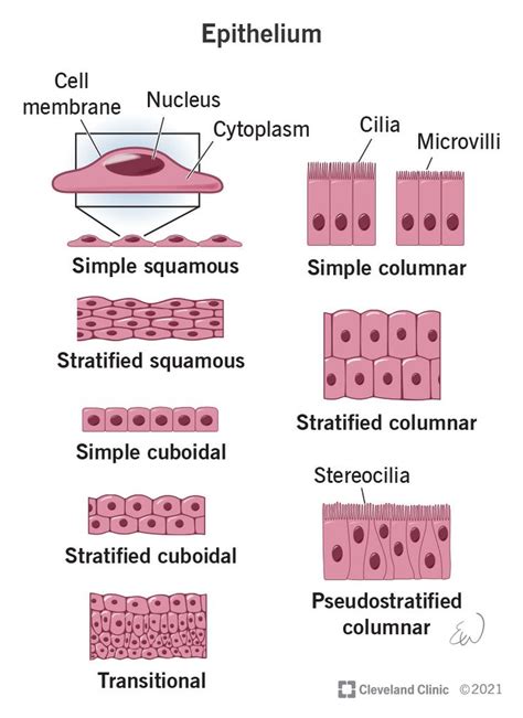 Epithelium What It Is Function Types In 2024 Squamous Tissue