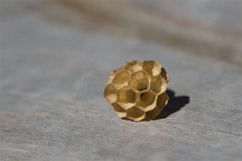 Medium Macro Looking Into Hexagonal Wood Fiber Structure Of Wasps Nest