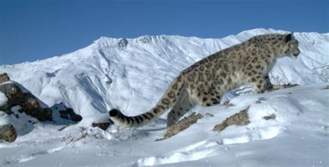 Protecting Prey to Protect the Predators - Snow Leopard Trust